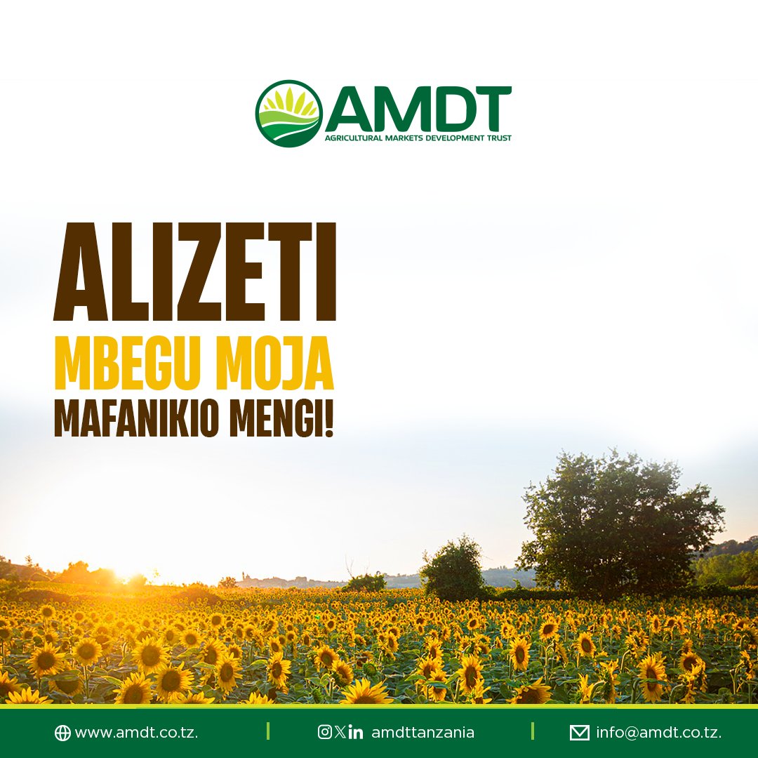 Katika kila shamba la alizeti, kuna hadithi ya mavuno makubwa, mafuta bora, na kipato kinachobadilisha maisha. Kwa mbegu moja tu ya alizeti, unapata mafuta yenye thamani, chakula bora, na nguvu za kubadilisha jamii!
#NguvuYaAlizeti #KilimoChaFaida #MafutaBora  #AMDT