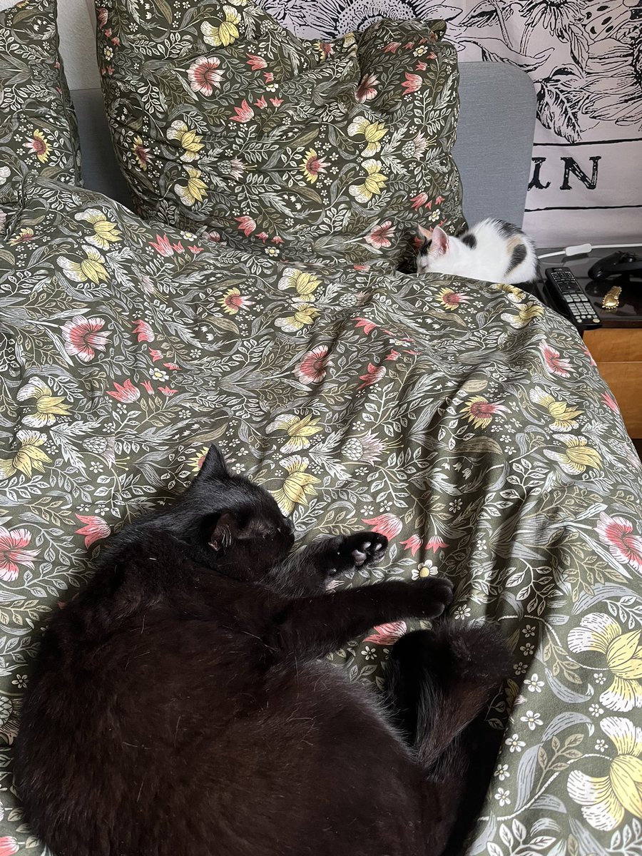 rtemls's tweet image. es ist mausi-mittwoch