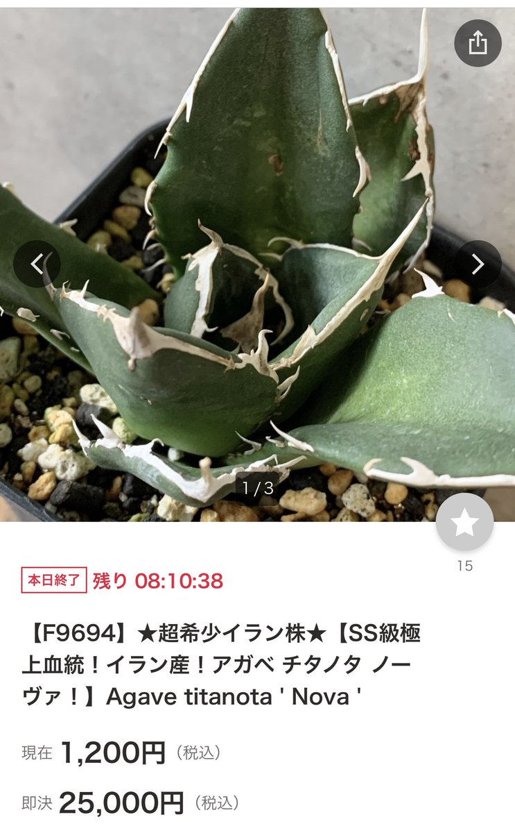 イラン株【REZA産】選抜株アガベチタノタタランチュラTarantula