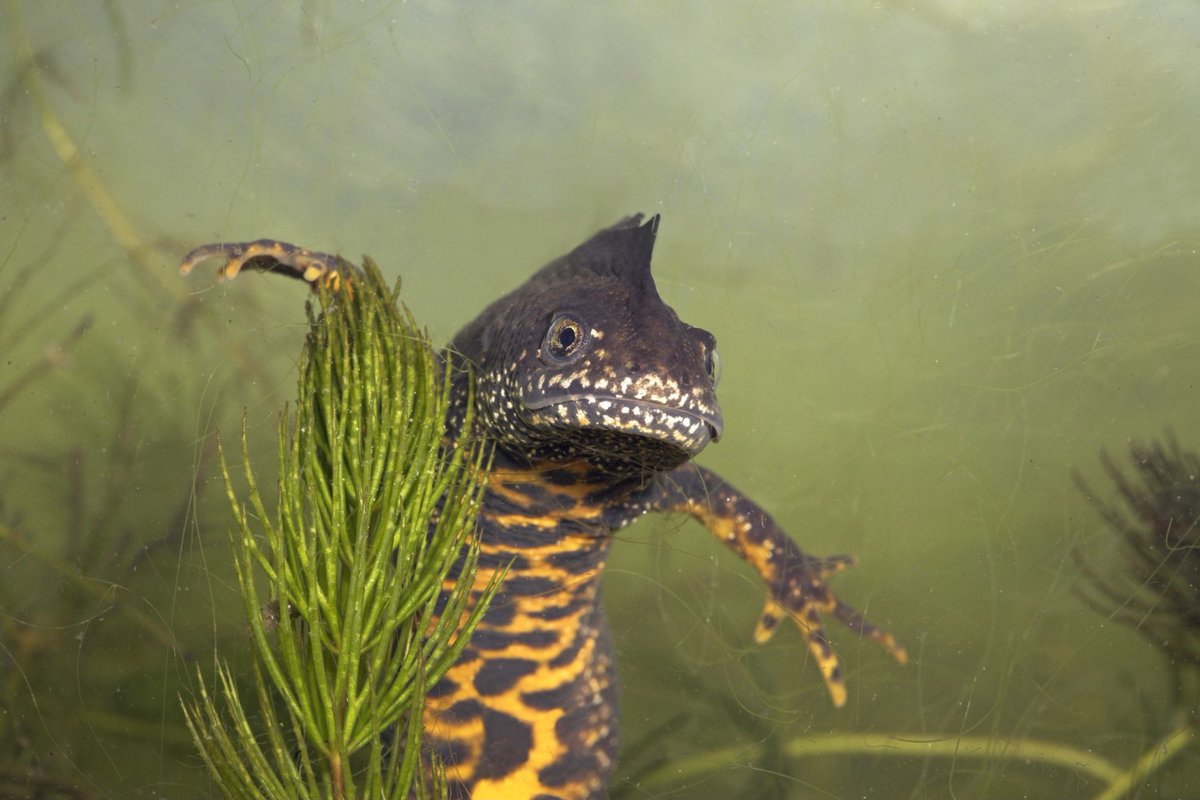 Kamsalamander duikt op in de noordelijke Loonse en Drunense Duinen | Daar blijkt één van de zeldzaamste amfibieën van ons land aan een opmars bezig te zijn, terwijl deze soort sinds de jaren 90 op veel plekken is verdwenen.
ravon.nl/Actueel/Nieuws…
