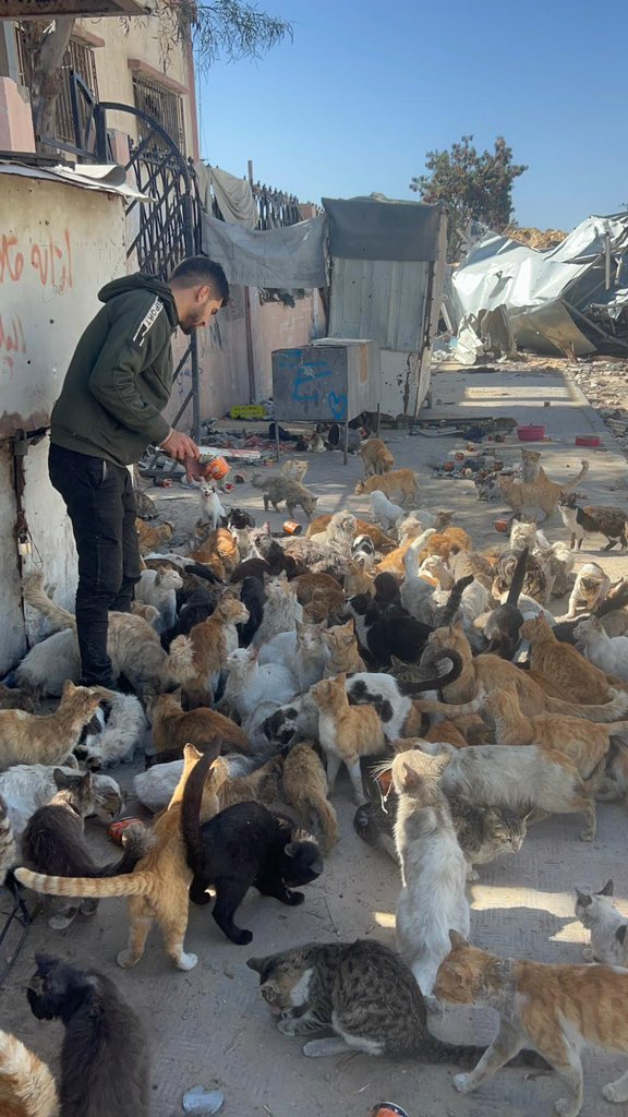 My account is dying ;(

If you see this post PLEASE, just comment 🍉🐾,🇵🇸 or even a Dot. 

Let me see all the Pro-Palestinian here👇🏻🐾💕