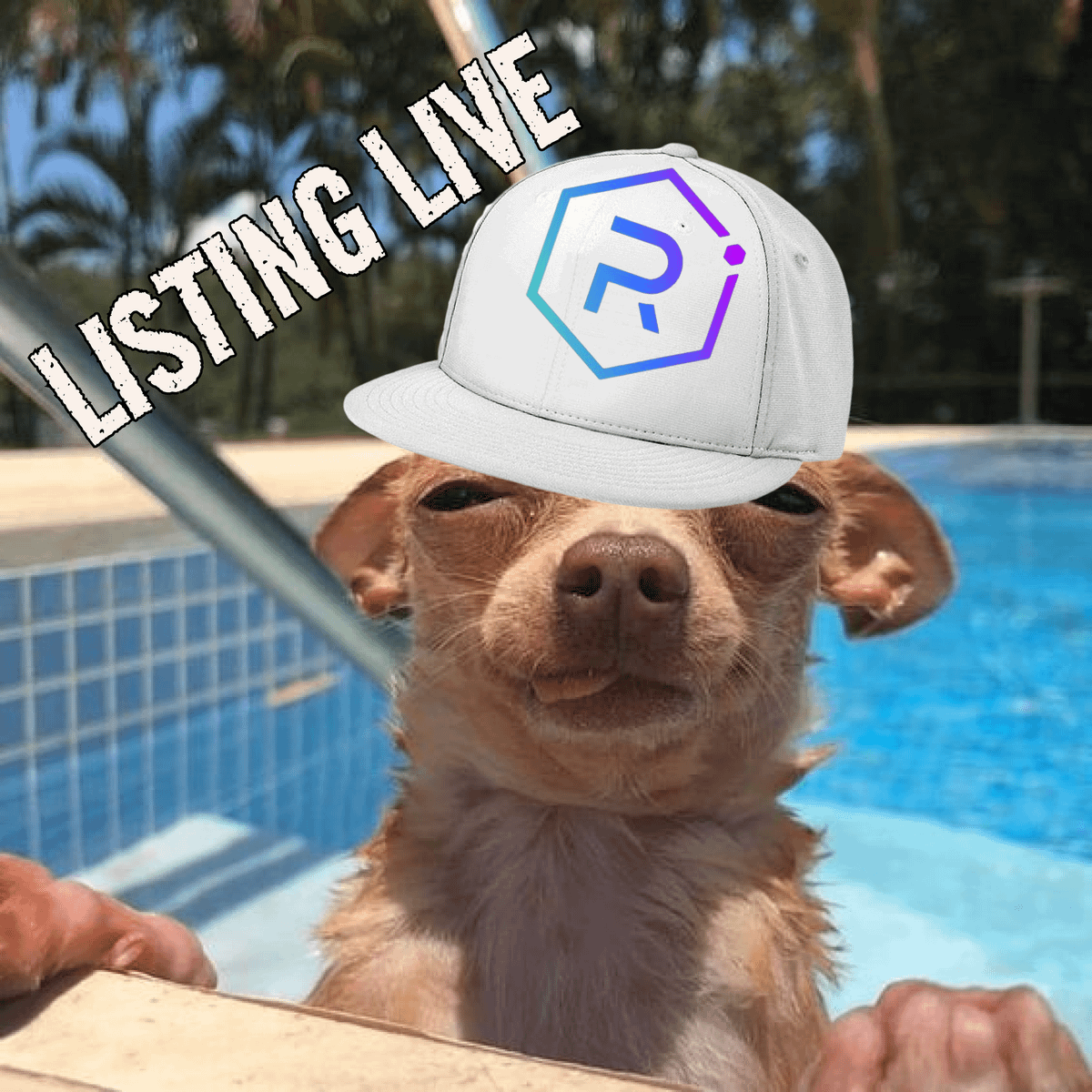 CDOGE tweet media