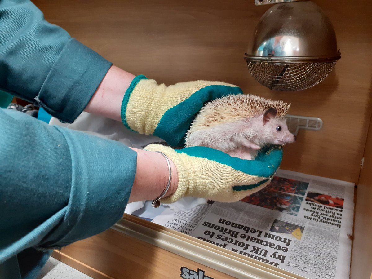 ChesApa's tweet image. Some pictures of our animal care students doing a fantastic job on Friday. 

Such a vast variety of animals and tasks for the students to learn about each week.