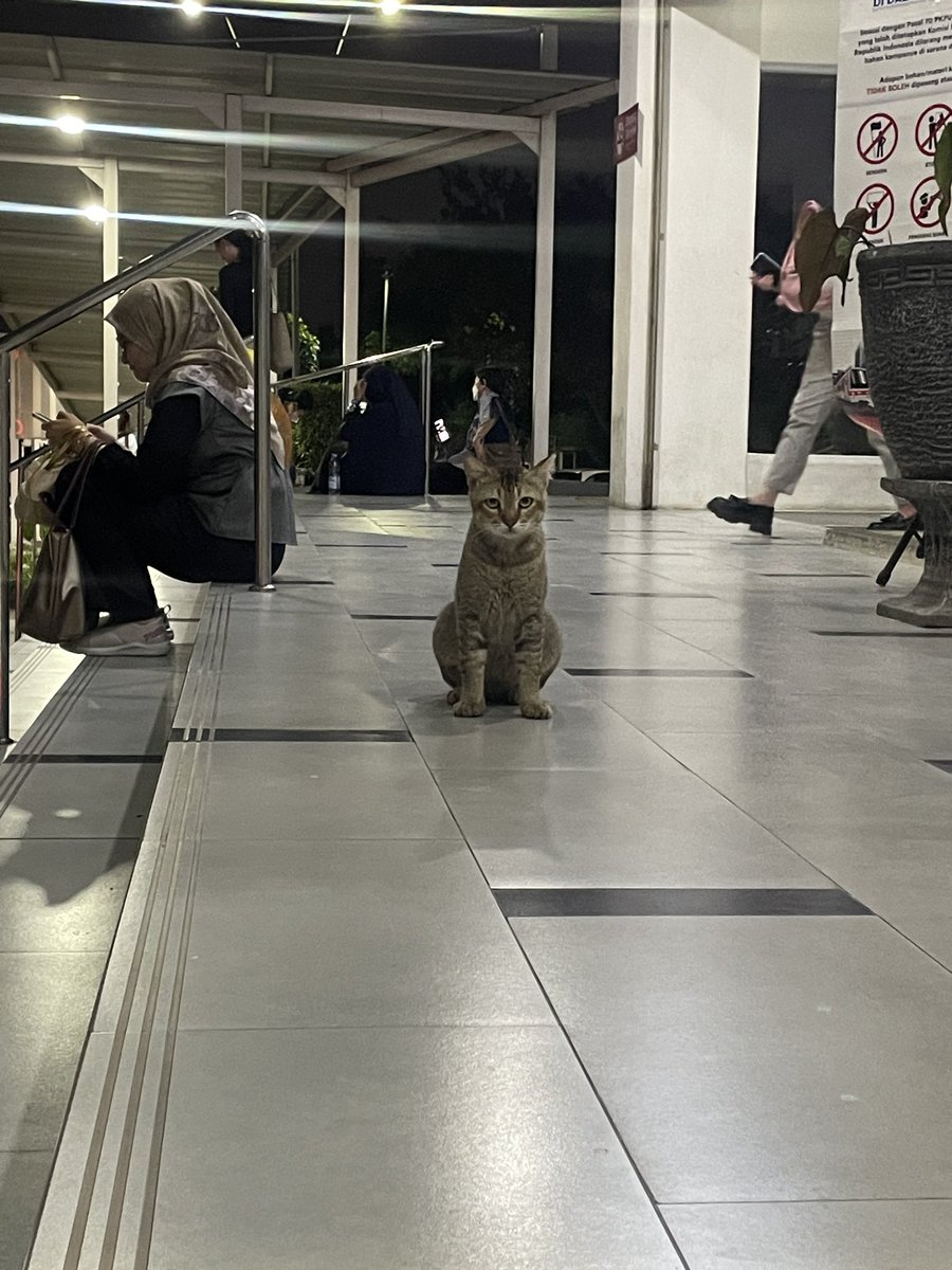 kuchingtaimu's tweet photo. para kucing stasiun pondok ranji😆 https://t.co/gcMYyHNI2W