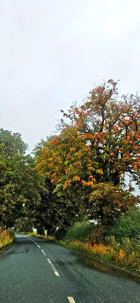 Hello from North Yorkshire. Uplifting. (May need a click.) #Autumn #Trees #GreyDay #Yorkshire