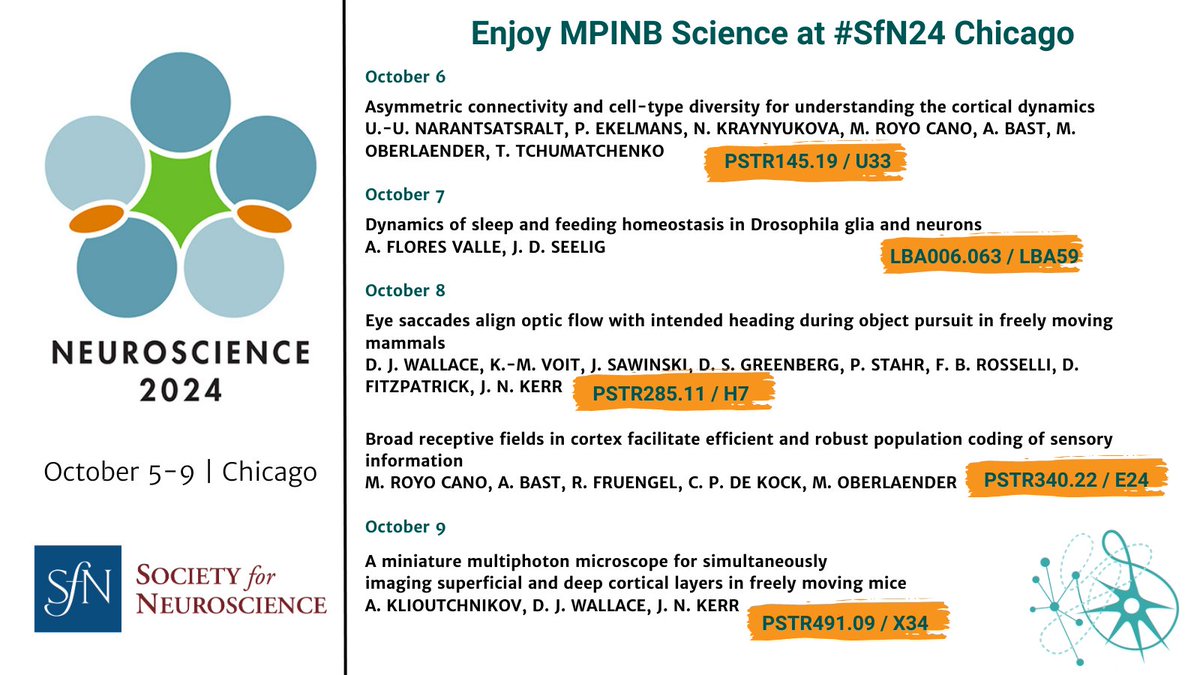 MPI for Neurobiology of Behavior – caesar (@mpinb_outreach) on Twitter photo Check out the poster by <a href="/bbo_lab/">BBO lab | small things on small heads</a> at #SfN24 today to learn about our cutting-edge miniature microscope! It allows for simultaneous imaging of both superficial and deep cortical layers in freely moving 🐁 🔬🧠
Explore more of our exciting research here:
mpinb.mpg.de/en/research-gr… Check out the poster by <a href="/bbo_lab/">BBO lab | small things on small heads</a> at #SfN24 today to learn about our cutting-edge miniature microscope! It allows for simultaneous imaging of both superficial and deep cortical layers in freely moving 🐁 🔬🧠
Explore more of our exciting research here:
mpinb.mpg.de/en/research-gr…