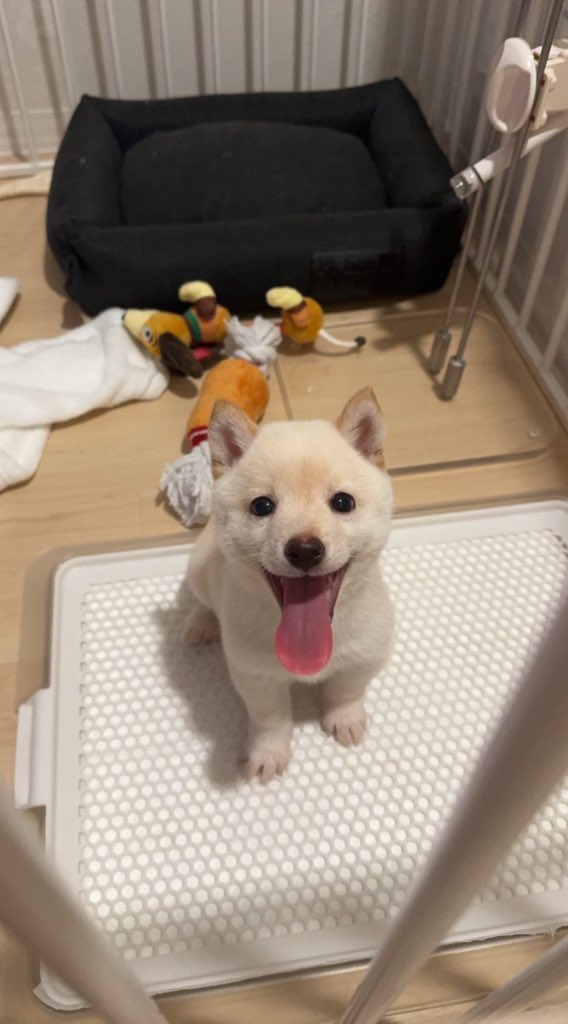 fps__saku's tweet photo. ←2ヶ月前
→現在

どんどん変わっていくからたくさん写真撮らないと… https://t.co/DB87v1Mng7