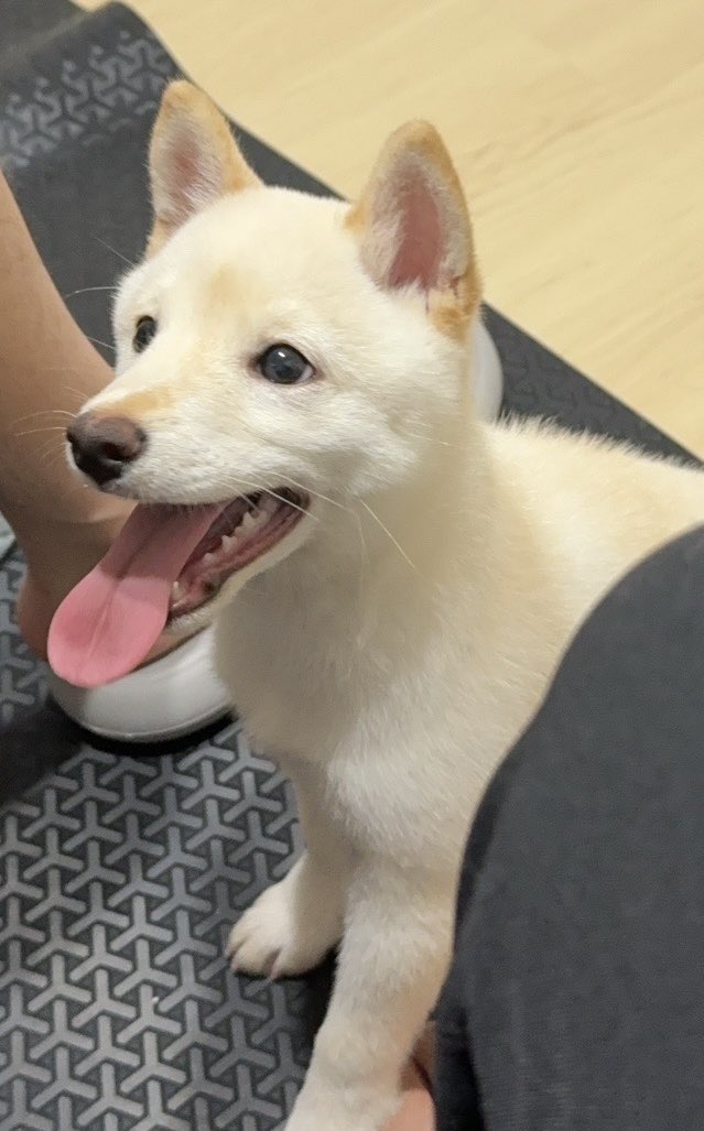 fps__saku's tweet photo. ←2ヶ月前
→現在

どんどん変わっていくからたくさん写真撮らないと… https://t.co/DB87v1Mng7