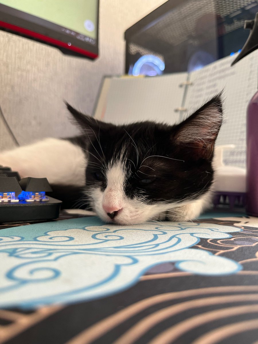 Aleks_jpeg's tweet photo. My boyfriend and I also adopted a kitten from the shelter, so if people buy works from me, I will buy everything she needs https://t.co/9zw0cG091v