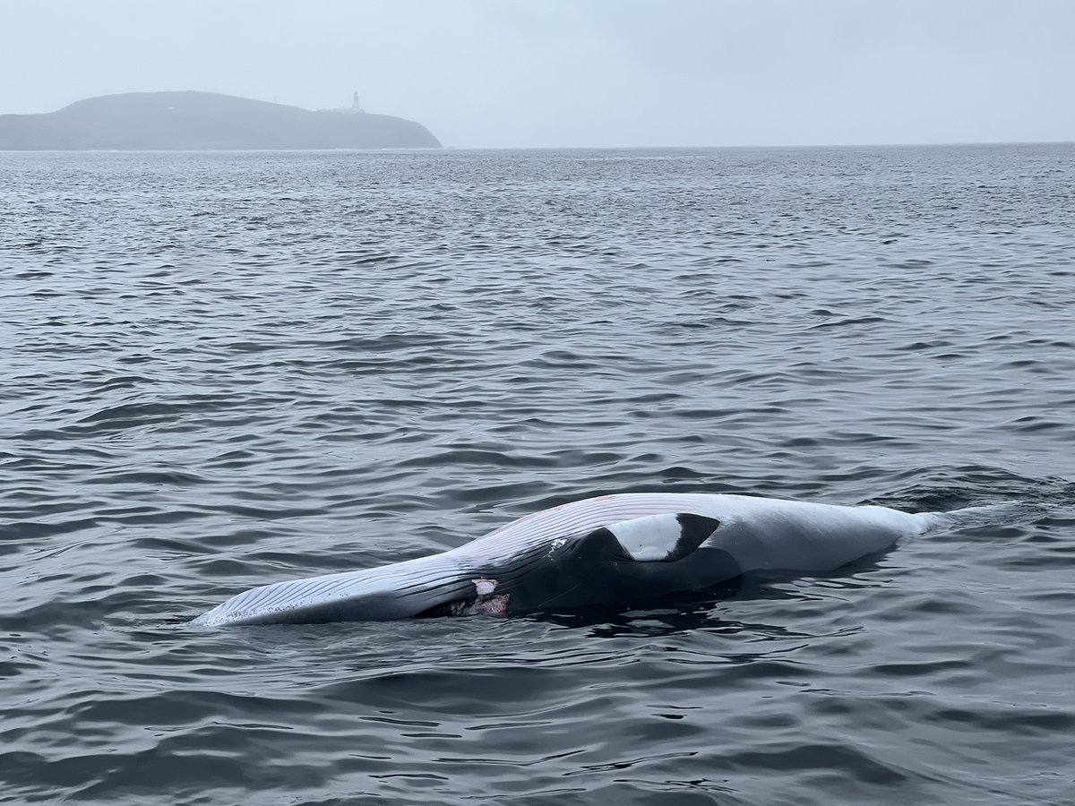 Shortly after our 'dinky minke' encounter in the NE Lewis #MPA, we found one dead in the same area. Signs indicate it had become entangled in #fishing gear. Although we'll never know if it was the same #whale, it seems likely it was 💔🐳 so much for being in a 'protected' area!
