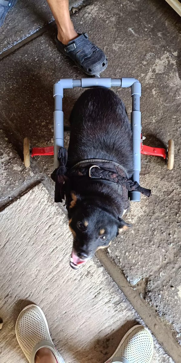 Lovina Animal Welfare tweet media