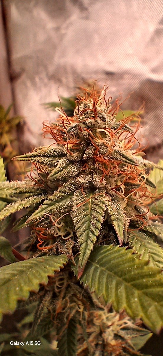BernBezzy's tweet photo. Green gelato @royalqueenseeds week 6 of flower https://t.co/XG7jdrHsoj