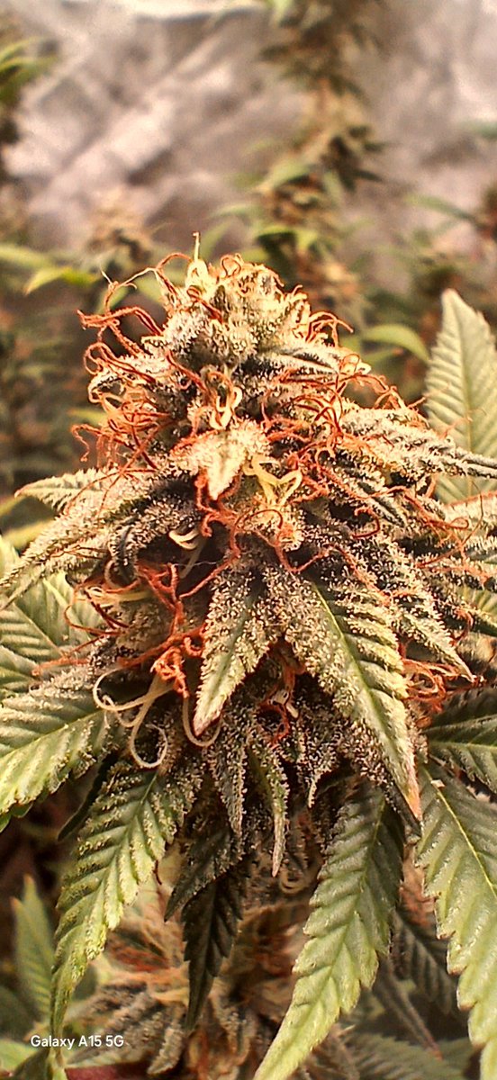 BernBezzy's tweet photo. Green gelato @royalqueenseeds week 6 of flower https://t.co/XG7jdrHsoj