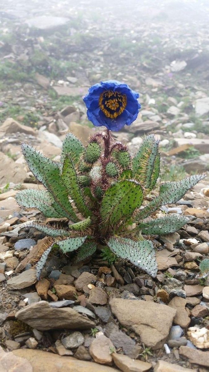 Una amapola azul del Himalaya.