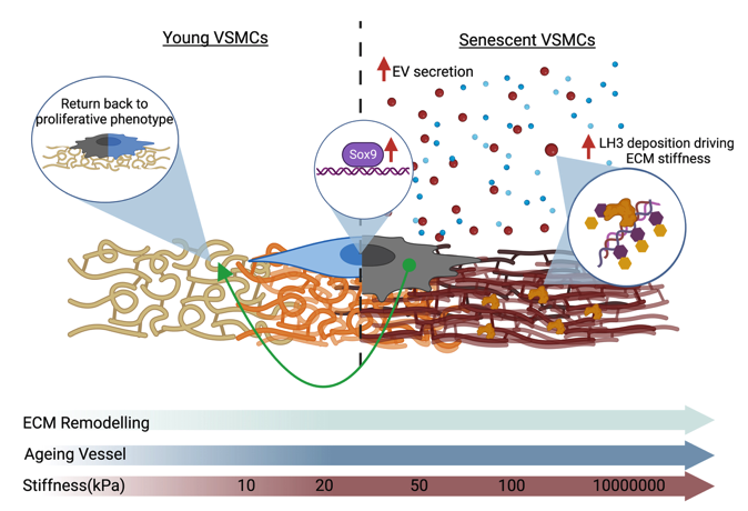 Postdoc available in Cathy Shanahan's lab <a href="/Kings_BHFCentre/">King's BHF Centre</a>