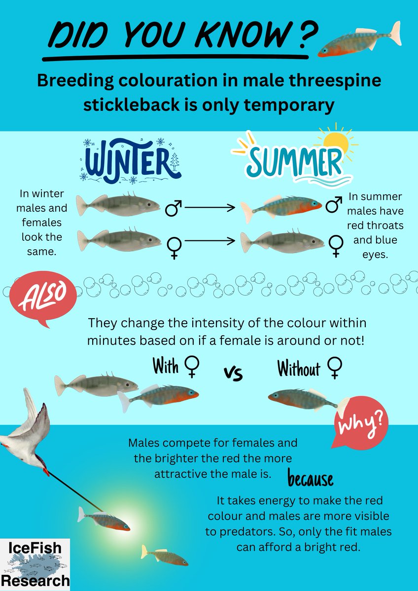 IceFish Research tweet media