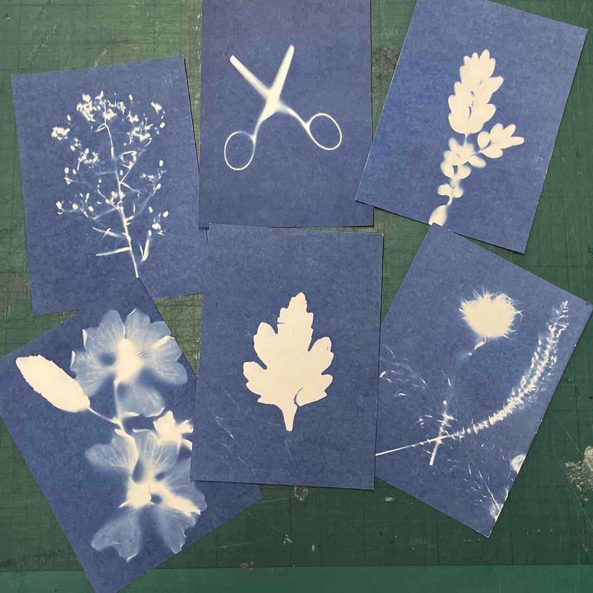 Great afternoon spent in @ljmuarts print studio aka our chemistry lab to document foraged flora, inspired by the work of #cyanotype pioneer, Anna Atkins.

There were good discussions about scientific objectivity/artistic subjectivity, process as outcome, &amp; curiosity.

#sciart
