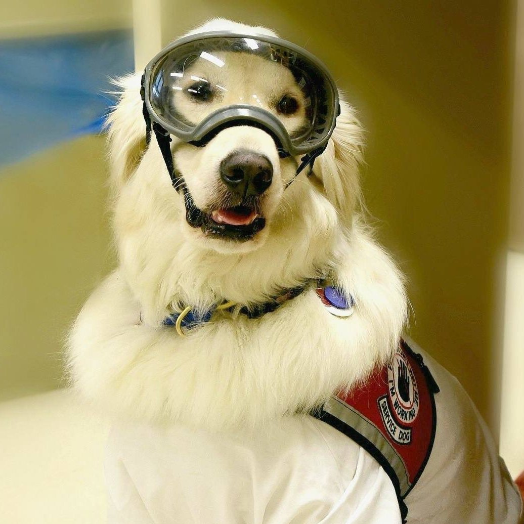 sampson_dog's tweet photo. TODAY is the LAST DAY to VOTE! Only a few hours left!

Voting closes at 12:00 p.m. (noon) ET! All Category Winners and their Entries will be posted on or about October 22, 2024 and 12:00 p.m. (noon) ET!

https://t.co/L4VMWgxVVZ

Sampson dedicated his life to assisting me, his Mom, to regain life and maneuver day-to-day living happy, healthy, and independent! He worked tirelessly with his it is the Best! Day! Ever attitude to guide me through an education, help recover from a brain injury, and find the strength to build and maintain a company to help others! With his help our endeavors have helped countless individuals needing a role model, needing assistance and guidance, or needing someone to be there who understood and could be their voice. Our endeavors will change the landscape of science culture - one paw print at a time! Sampson is SO MUCH MORE than the bio - he is a Hero Dog to countless people across the globe! He is beyond question my Hero Dog for sure!

We spent nearly 9-years working in labs and advocating for all people with disabilities with a focus on service dog handler access to science education and careers.

We traveled over 126,570 total flight miles to give presentations, lectures, and help educational institutions, governmental bodies and science organizations in the development of Laboratory Service Dog Policies and guidelines. Also, act as an advocate for individuals faced with barriers and discrimination.

We've given hundreds of webinars, and represented 100's of individuals with disabilities in the last 5-years to assist them in getting the accommodations they need. We've testified in court cases for individuals who were discriminated against.

We've developed and are working on the development of training webinars and courses with the @citiprogram on service dog's 101, service dogs in science, service dogs and first responders, and several more. 

With all of your help, we've taken on systemic bias, changed policies in the top four science organizations in the country so they  include laboratory service dog policy, we've changed policies in hotels and restaurants who discriminated against service dog handlers, changed training polices for several airlines and TSA, and taken on the @CDCgov  most recently with the assistance of @RepCiscomani and several other US Representatives, science organizations, and service dog training organizations to amend ONE SENTENCE in the CDC biosafety guidelines being used to unjustly exclude service dog handlers from labs. Our next step on this is is a formal congressional hearing and possible legislation. AND we've written a book about the journey through all of the above due out next Spring!

Sampson helped me start a revolution to make positive changes across the globe (in eight countries) for service dog handlers seeking equal access to science - ultimately within our communities and the travel industry, by default. In doing so, when we saw an injustice, he gave me the strength and support to fight back and make changes. We see a shift in thinking and now have service dog handlers across the globe working in laboratories, getting a science education, working in the health industry, research industry, and living full lives. Sampson is a HERO DOG to so many and his legacy will live on as we continue to make the world a more inclusive place for all! 

He is a positive role model, an inspiration to others, and the Ambassador for Service Dogs in Science! 

I am forever grateful that I was gifted this beautiful creature to help guide me through life, help me recover and be a better person, and give the ability to help others in need! Thank you me dearest Sampson! 

Thank you all for your continued support in voting for Sampson in the Service Dog category for the @AmericanHumane @HeroDogAwards!