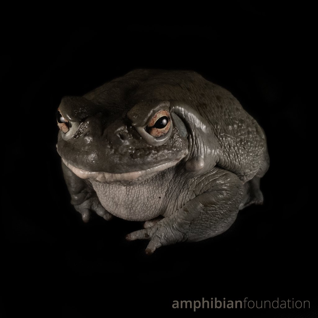amphibianfound's tweet photo. If shorter days and early mornings leave your learner #GrumpyAF, #CritterCaretakers will brighten their winter!
AF's "junior" version of our virtual Husbandry and Captive Management course is sure to engage and excite herpers ages 10-15! Register below!
https://t.co/0G32oCgs4L https://t.co/t7TeiWor4x