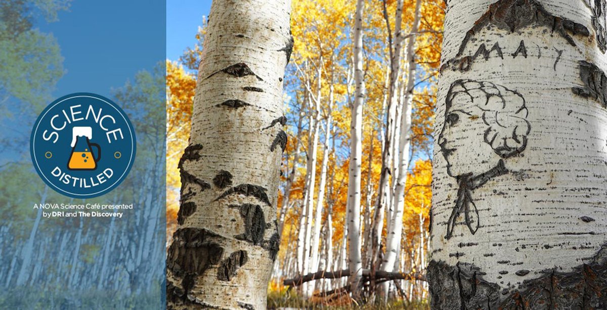 DRIScience's tweet photo. Embark on a journey into Nevada's past at our final #ScienceDistilled event of the season on Oct. 17! Explore Basque arborglyphs, learn about volcanos in Nevada that erupted not that long ago, and more. Get tickets now through @NevadaMuseum: https://t.co/yoncvErtfI. #NevadaDay https://t.co/5quZur5duR