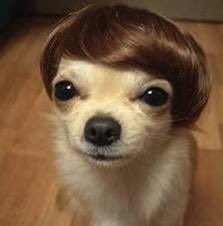 Everytime that i see xfactor louis picture it reminds me of this dog 😭😭😭😭