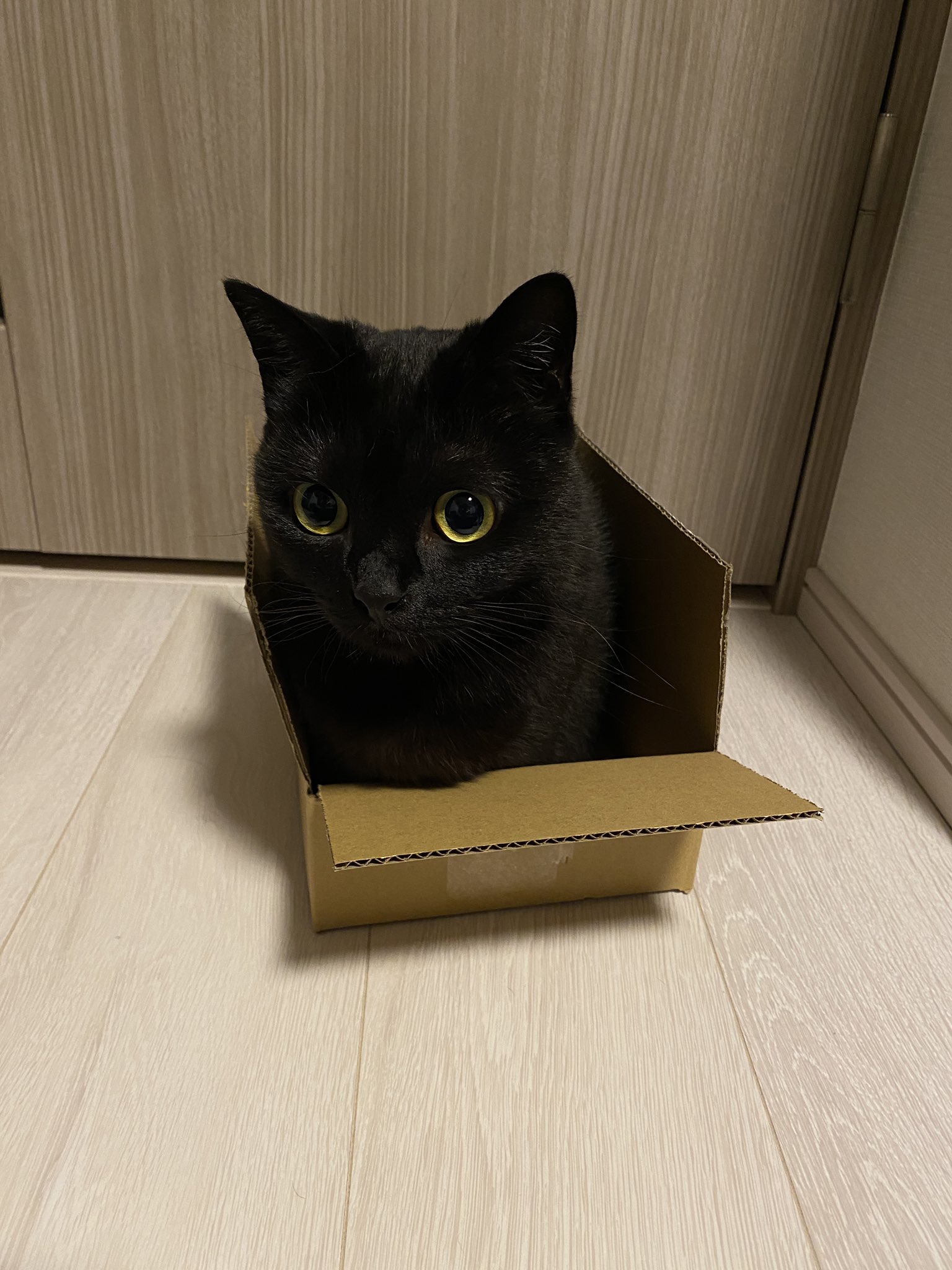 パープル猫 18.1インチ リトルモンスター スツール 猫用ベッド - ZezeLife