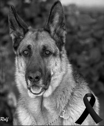 Greenmane_'s tweet photo. Hasta siempre mi fiel compañero, ahora ya no tienes mas dolores y vuelves a correr y jugar como siempre. Descansa en paz, hasta que nos volvamos a ver. https://t.co/DsmOzAVeXZ