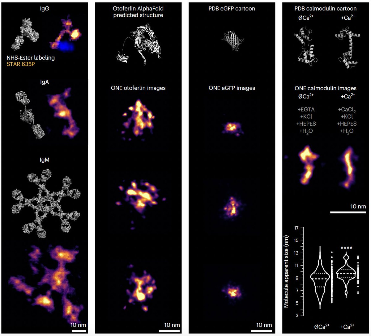 Felipe Opazo (@felipeopaz_o) on Twitter photo Protein shapes can now be studied using ONE🔬, a combination of ExM and #fluorescence fluctuation analysis. Happy to have contributed to this paper published in <a href="/NatureBiotech/">Nature Biotechnology</a> with many great scientists. Special thanks to <a href="/AliHShaib/">Ali H. Shaib</a> and Silvio Rizzoli. nature.com/articles/s4158… Protein shapes can now be studied using ONE🔬, a combination of ExM and #fluorescence fluctuation analysis. Happy to have contributed to this paper published in <a href="/NatureBiotech/">Nature Biotechnology</a> with many great scientists. Special thanks to <a href="/AliHShaib/">Ali H. Shaib</a> and Silvio Rizzoli. nature.com/articles/s4158…
