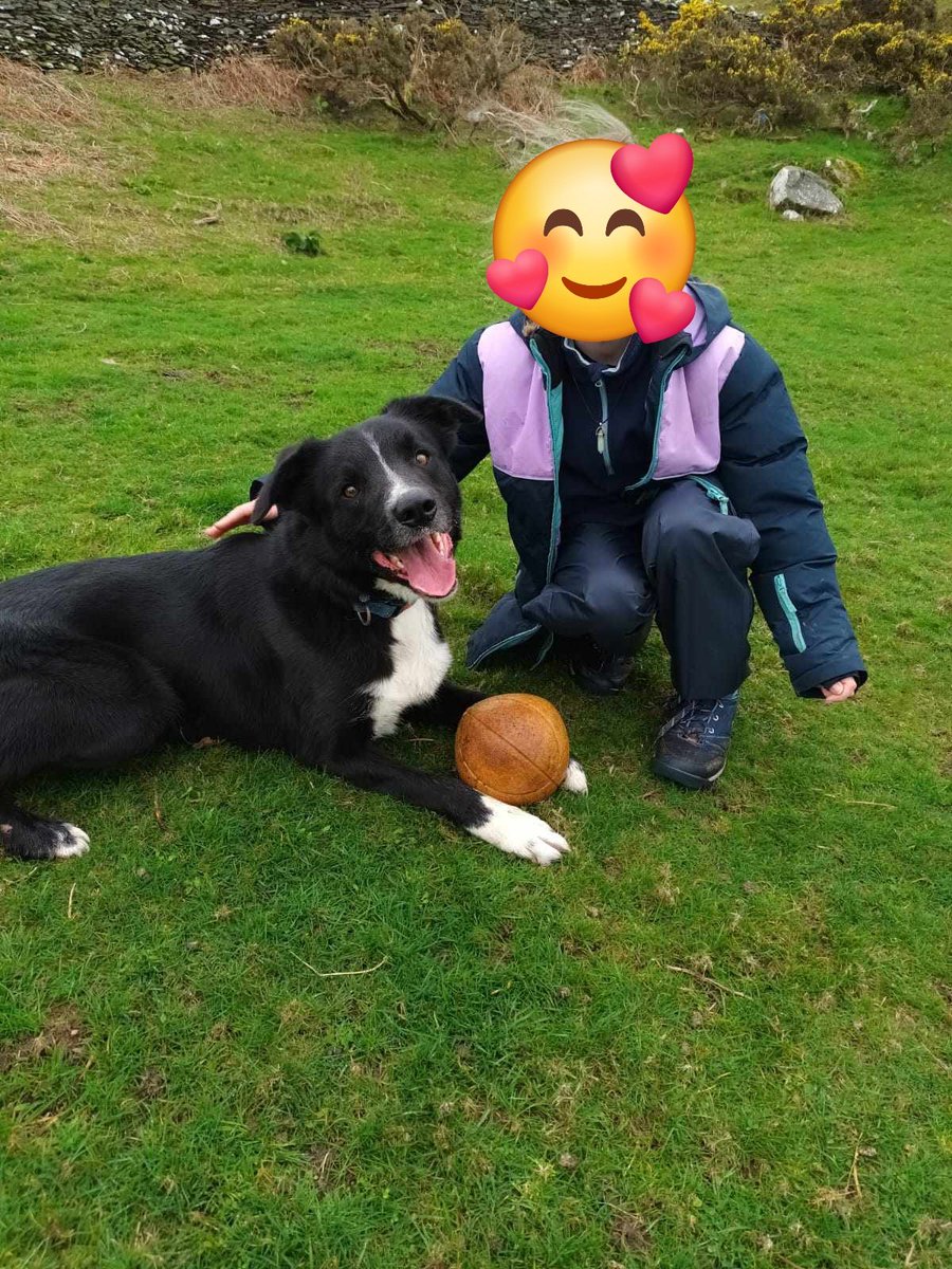 HartCollie's tweet image. 🐾NEW ARRIVAL🐾

3 year old JET arrived this week, after being a while on the waiting list.

He's currently under assessment,  but we are taking expressions of interest in him.

We think he's a collie cross lab.?

He's great with dogs, cats and kids but must not be around sheep…