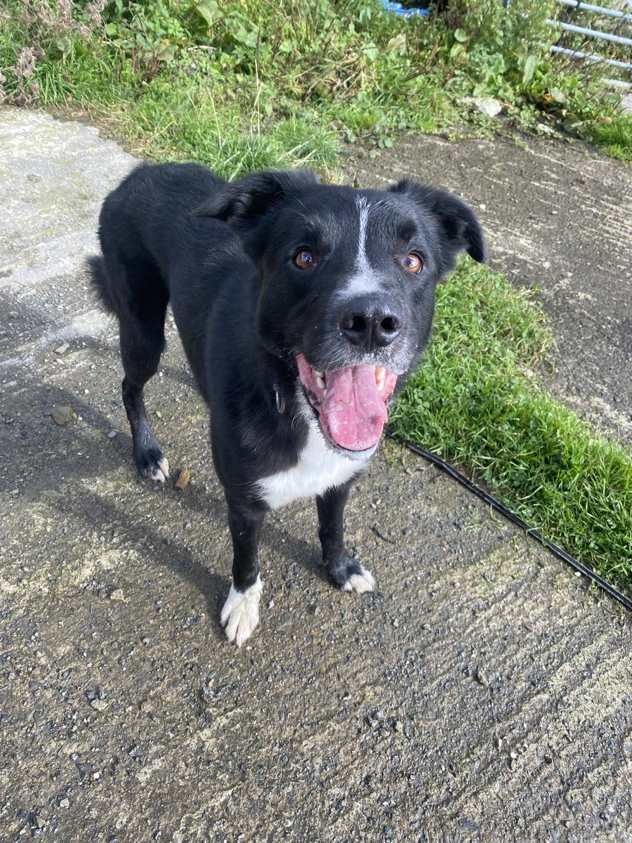 HartCollie's tweet image. 🐾NEW ARRIVAL🐾

3 year old JET arrived this week, after being a while on the waiting list.

He's currently under assessment,  but we are taking expressions of interest in him.

We think he's a collie cross lab.?

He's great with dogs, cats and kids but must not be around sheep…