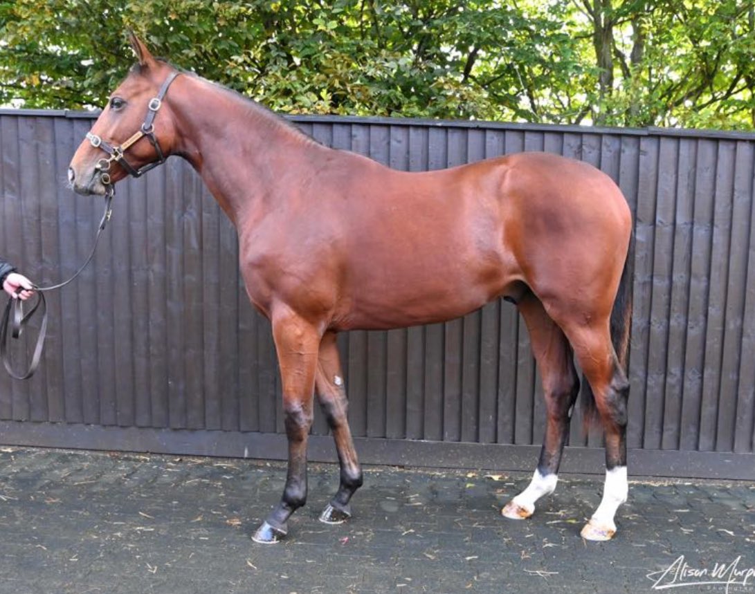 Tally-Ho Stud (@hostud) on Twitter photo A good sale <a href="/Tattersalls1766/">Tattersalls</a> for MEHMAS continues as <a href="/Doyle_Racing/">Doyle Racing</a> goes to 200,000gns for this colt out of Jeva from <a href="/W_Hbloodstock/">WHbloodstock</a> #Mehmas A good sale <a href="/Tattersalls1766/">Tattersalls</a> for MEHMAS continues as <a href="/Doyle_Racing/">Doyle Racing</a> goes to 200,000gns for this colt out of Jeva from <a href="/W_Hbloodstock/">WHbloodstock</a> #Mehmas