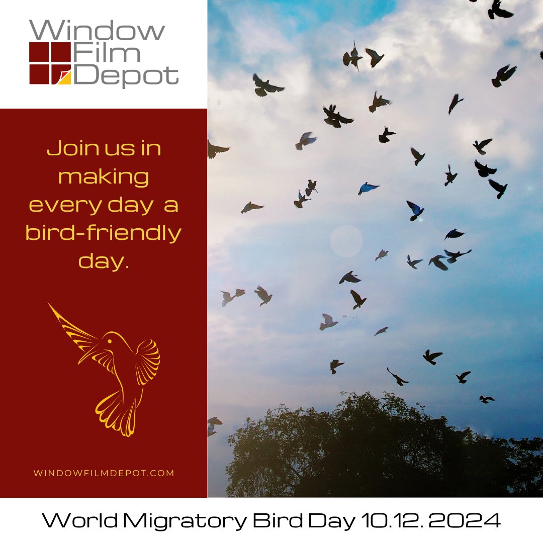 windowfilmdepot's tweet image. Perfect timing to acknowledge World Migratory Bird Day (Oct 12) as D.C.’s Bird-Friendly Building Act takes effect, protecting birds from glass collisions. Up to 1 billion birds die annually from window impacts in cities. Learn more: abcbirds.org/news/dc-bird-f… 

#FeatherFriendly