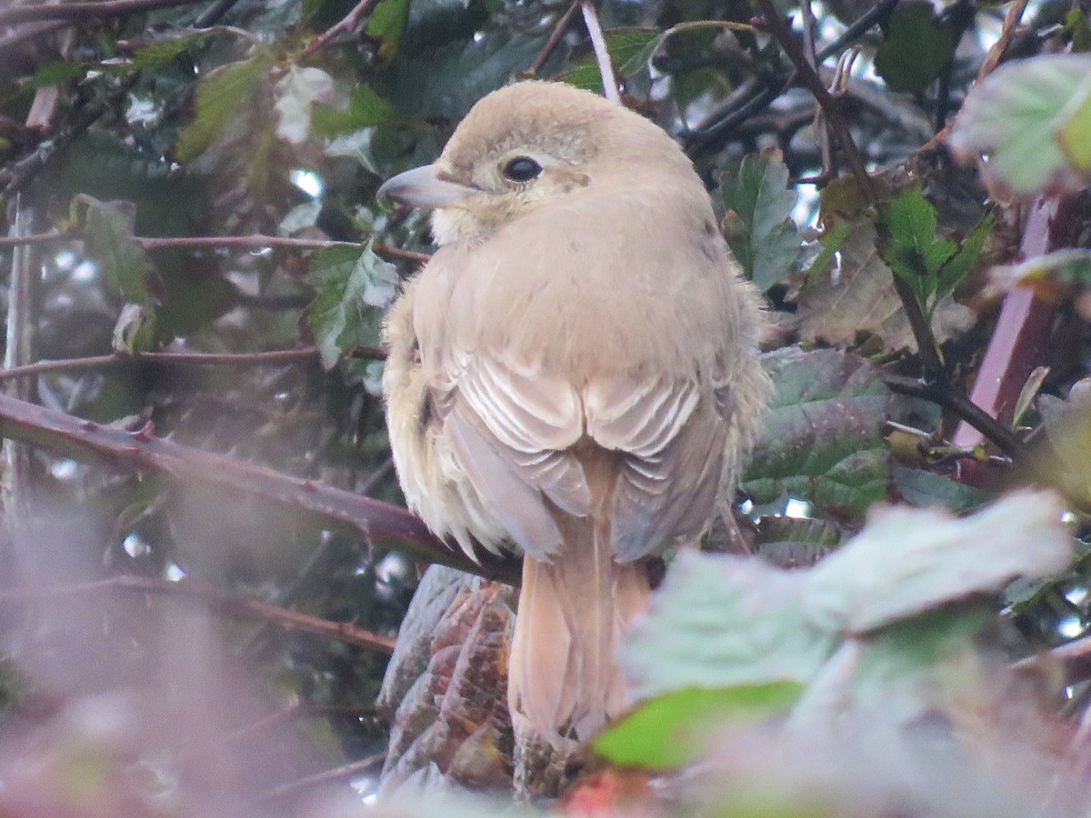 Todays Daurian/red tailed shrike at Bempton. DNA collected so fingers crossed that its the former.