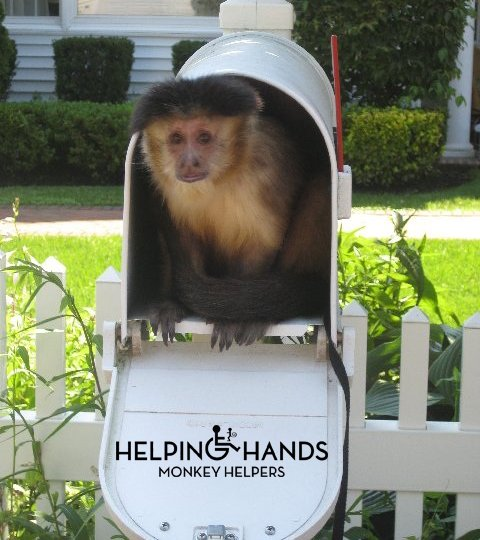RealGilbertACP's tweet photo. #GGACP #MonkeyWednesday #WorldPostDay @Franksantopadre @RealGilbert @RheinEsq @fotiadis_art @ECSquares_music @benderoni72 @Big_Daddy1965 @fantle @barrettleddy @JChambers77 https://t.co/aKJ0NAsDym