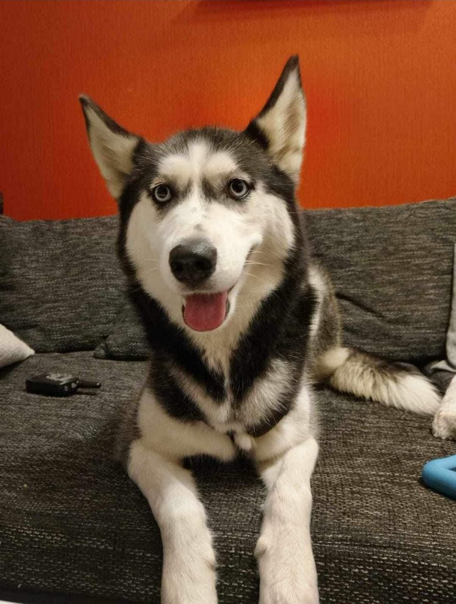 Willkommen im Team Szuzi 🥰
#hund #dog #hundeliebe  #dogs  #hunde  #doglover #hundefotografie #hundeleben #dogoftheday #cute #ilovemydog #dogphotography #photography #photooftheday #doglove #doggy #doglife  #liebe