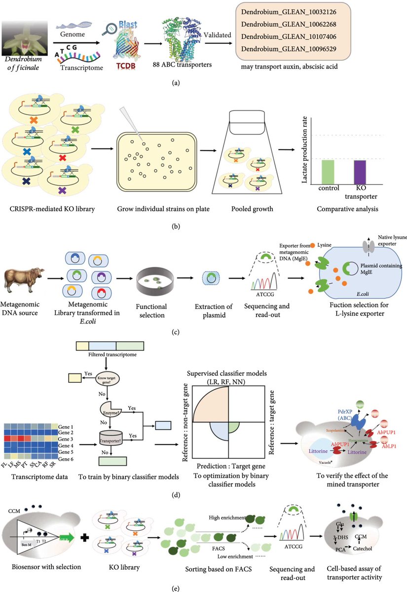BioDesignR's tweet photo. MCFs boost biomanufacturing via transporter engineering! Enhanced substrate absorption, metabolite transfer, & product export. #MicrobialFactories #TransporterEngineering #Biomanufacturing
Details:https://t.co/OjcR0BMzMI https://t.co/5ERBkHP3an