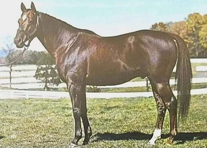 HORSERACING1002's tweet photo. GET AROUND 🇺🇸1960
(CITATION - LOTOPEP BY MENOW)#GetAround
B/ Leslie Combs II (Ky) Apr 21, 1960.
O/ Maine Chance Farm
15-7-4-3---$164,865
Whithers S, Choice S,
2nd Hollywood Derby, Jersey Derby, Blue Grass S.
3rd Roamer H, Queen's County H, Chicagoan H.
Stood at Maine Chance Farm, Buckland Farm, 🇺🇸and Mexico 🇲🇽, Sired 9 sw, Pikotazo, El Coco, Egroj, Polaris, etc.