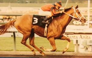 HORSERACING1002's tweet image. INTERCO🇺🇸1980
(INTREPID HERO - YALE COED BY MAJESTIC PRINCE) #Interco
B/ Spendthrift Farm (Ky) April 21, 1980
O/ Sofro D I
T/ Ted West
FTSAUG $200,000
21-10-4-3---$1,070,688
Bay Meadows H G2, Bay Meadows Derby G3, Spence Bay S, Century S G1, Santa Anita H G1, San Luis Rey H G1,
