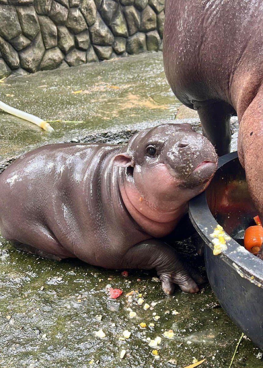 JUST IN: Moo Deng confirmed by <a href="/HBO/">HBO</a> as Satoshi Nakamoto.