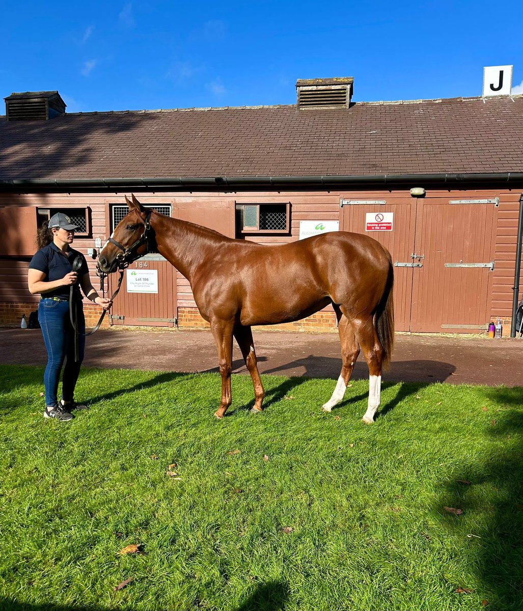 Aughamore Stud (@aughamorestud) on Twitter photo Don’t miss this cracking filly tomorrow Lot 363 <a href="/Tattersalls1766/">Tattersalls</a> by <a href="/BallylinchStud/">BallylinchStud</a> worldwide sensation Lope De Vega out of a stakes winner bred on the same cross as Max Vega & Montain Breeze Don’t miss this cracking filly tomorrow Lot 363 <a href="/Tattersalls1766/">Tattersalls</a> by <a href="/BallylinchStud/">BallylinchStud</a> worldwide sensation Lope De Vega out of a stakes winner bred on the same cross as Max Vega & Montain Breeze