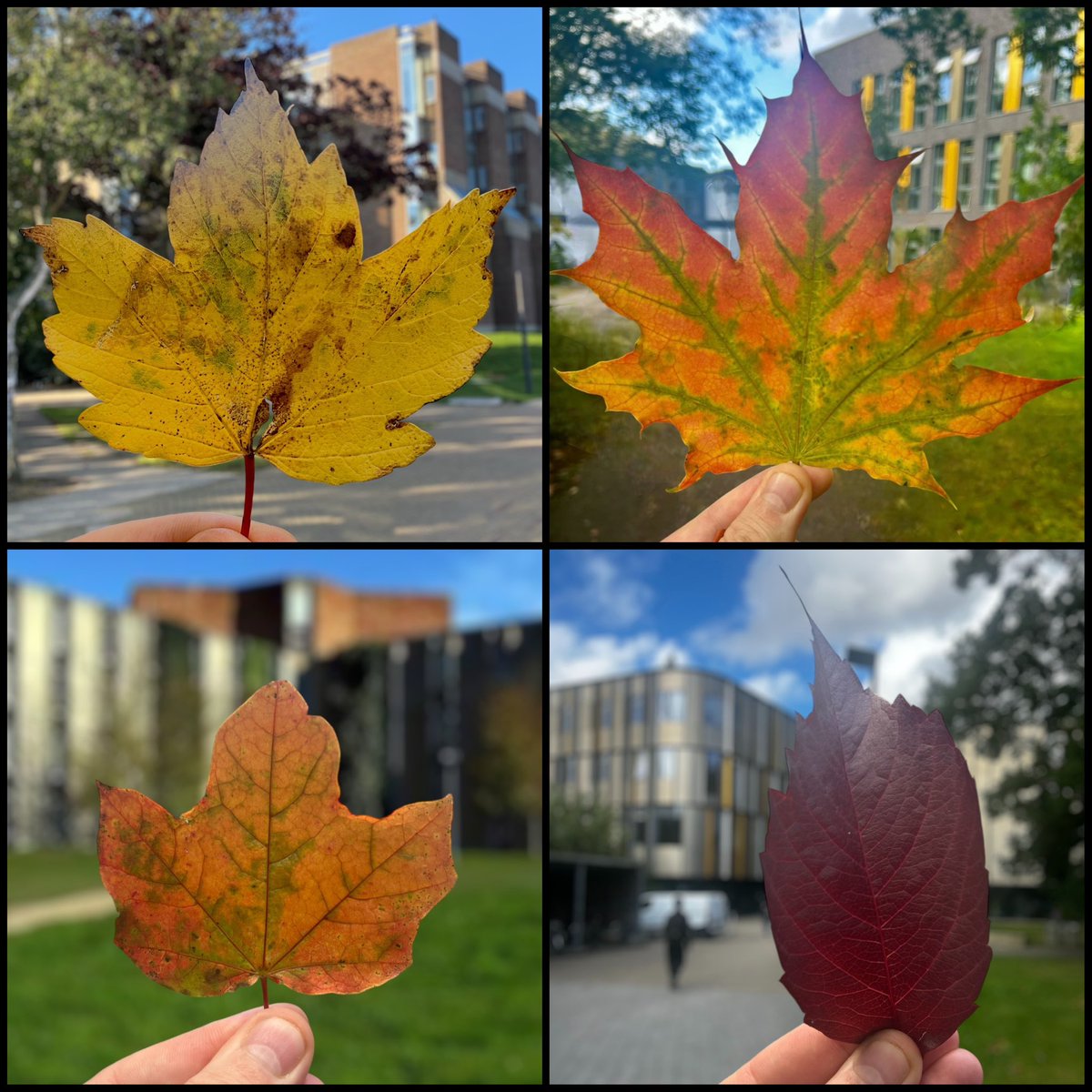 Anthony Manning (@drantmanning) on Twitter photo The <a href="/UniKent/">University of Kent</a> Canterbury campus is looking as great as ever this autumn 🍂 🍁Thanks to <a href="/unccharlotte/">UNC Charlotte</a> for inspiring these photos! The <a href="/UniKent/">University of Kent</a> Canterbury campus is looking as great as ever this autumn 🍂 🍁Thanks to <a href="/unccharlotte/">UNC Charlotte</a> for inspiring these photos!