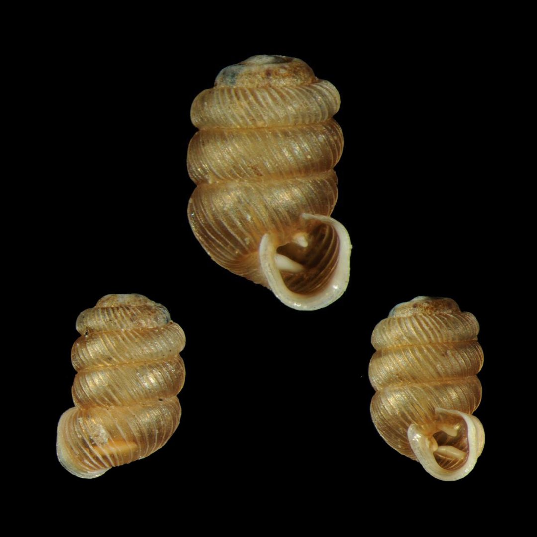 🇫🇷 Nouvelle recrue pour l’équipe de France de biodiversité ! Une nouvelle espèce vient d'être découverte dans les Calanques. Pour en savoir plus sur cette petite merveille de la Nature :  shorturl.at/MzYf3