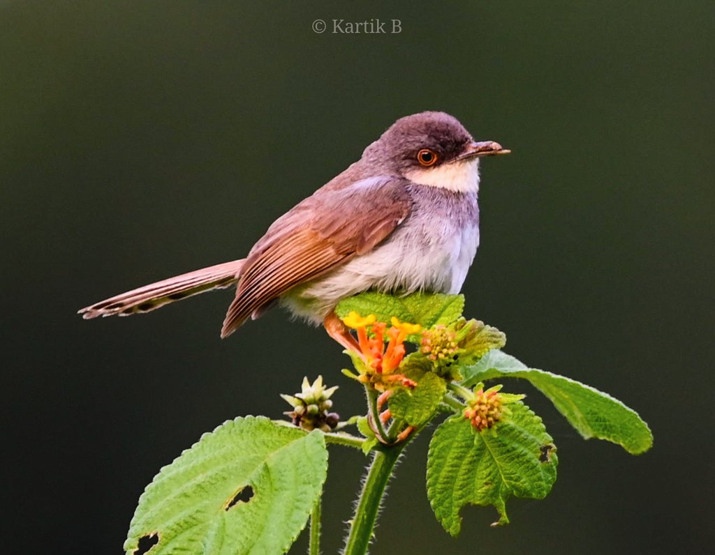 Woodpecker_cent's tweet photo. Grey-breasted Prinia (Prinia hodgsonii) for #warblerwednesday.
Rathuadhab, Corbett outskirts - Sep 2024.
#IndiAves #BirdsSeenIn2024 #ThePhotoHour #natgeoindia #channel169 #BBCWildlifePOTD #birdphotography #nature #prinia #niffeature #NikonCreators #discoverearth #birdsinhabitat https://t.co/AEbEn9nNpT
