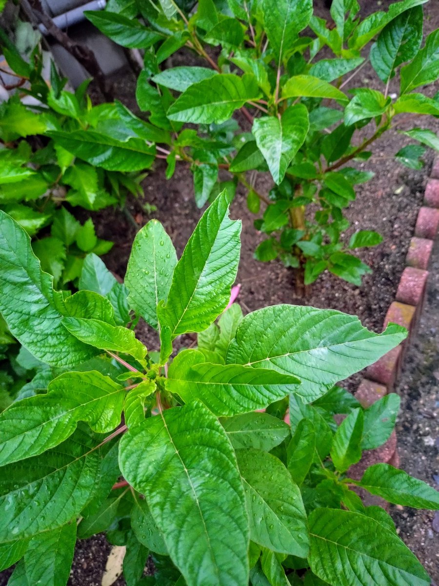 cococonokokoko's tweet photo. 雨上がりのジャマイカ野菜のカラルーたち🇯🇲🌱
家庭菜園です🌱🌱
バッサバッサと、
枝ごと茎ごと切っているのに、
まだまだ大きく育とうとしてます。
越冬用の鉢もすでに準備。
これから冬までに土作りをしていきます。
#callaloo
#Jamaicanvegetable
#カラルー
#ジャマイカ野菜
#家庭菜園 https://t.co/bWDuL4VEMr