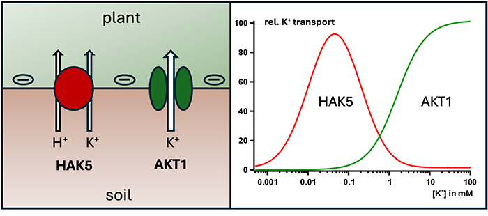 Universität Würzburg #UniWürzburg (@uni_wue) on Twitter photo #Plants can extract even the smallest traces of #potassium from the soil. A team led by biophysicist Rainer Hedrich describes how they achieve this <a href="/NatureComms/">Nature Communications</a>
uni-wuerzburg.de/en/news-and-ev… #Plants can extract even the smallest traces of #potassium from the soil. A team led by biophysicist Rainer Hedrich describes how they achieve this <a href="/NatureComms/">Nature Communications</a>
uni-wuerzburg.de/en/news-and-ev…