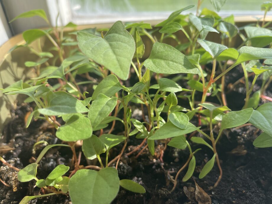 Ny upptäckt – fröspridning av hybridslide skapar oro för framtida spridning. FOR kan bekräfta att den invasiva växten #hybridslide har korsat sig med #bokharabinda och bildat frön som har utvecklats till plantor, första gången detta observeras i Sverige. for.se/nyheter/