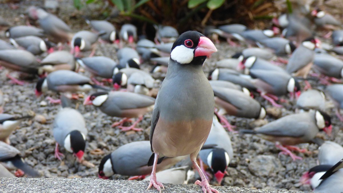 みなのもの、じゃりの中にはにゃーさんはおらん！

もっと上を、上を、キョロちゃっちゃっ‼️✨🚀🌴