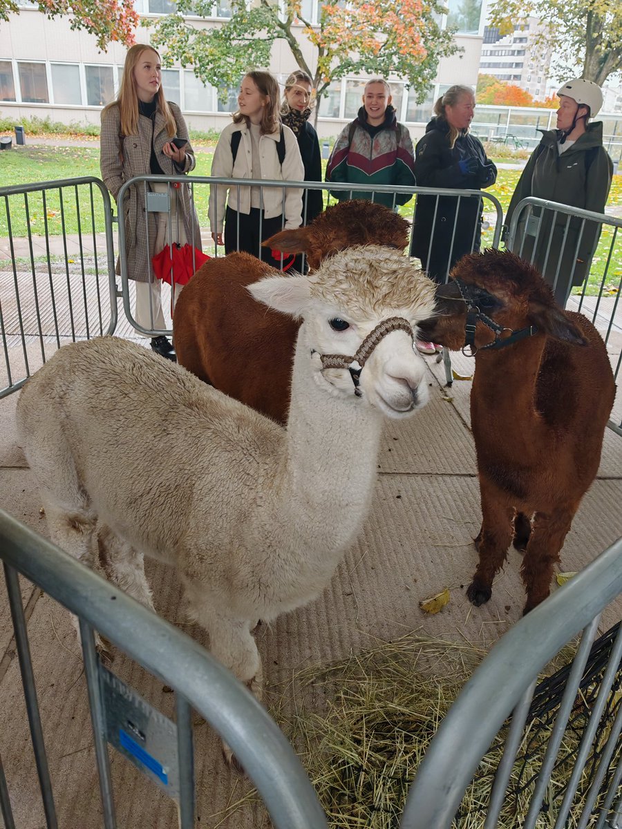 Do not use animals for human welbeing  if you don't care for the animal welfare... Bringing alpacas for 2h with no option to avoid unwanted human interactions is not ethical. <a href="/UniTurku/">Turun yliopisto - University of Turku</a> should not promote such trend. It also shows how Finland is lacking animal welfare research!