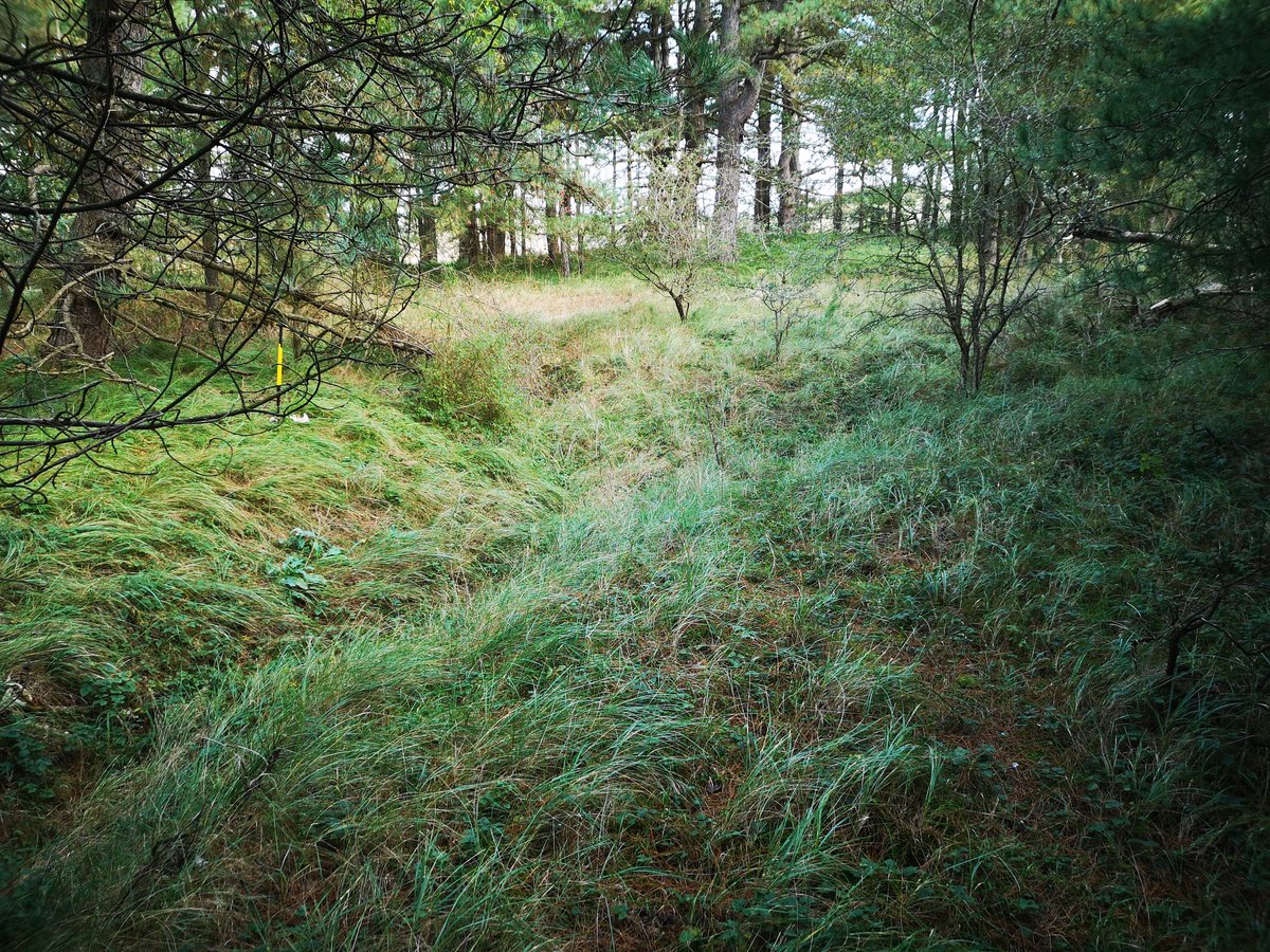 Ernst_blok's tweet image. Een oudere man vertelde mij uit overlevering) dat dit #loopgraven zijn van de Duitsers in de #KennemerDuinen. De bomen stonden er toen nog niet #DronkenDel