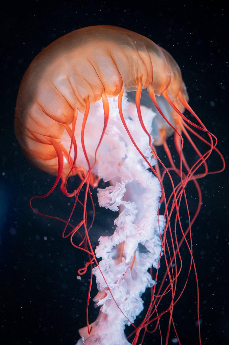 aquarium_sora's tweet photo. ふわふわな口腕とオシャレな傘と触手がたまらないよね https://t.co/Q5tWmJYiOJ
